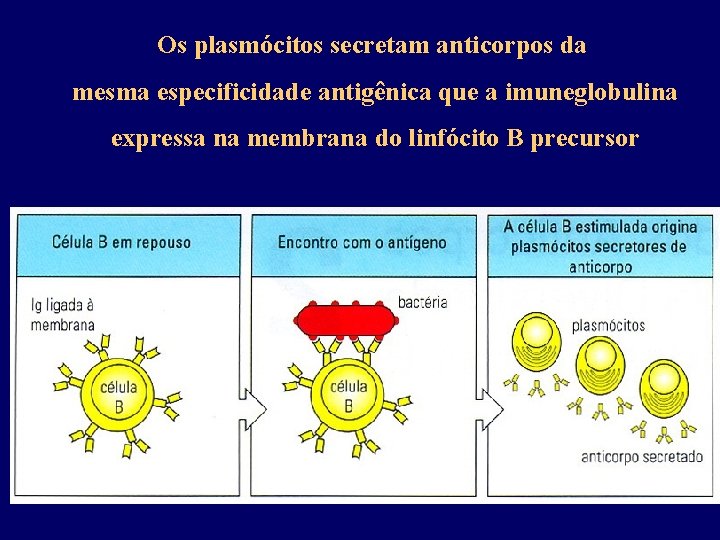 Os plasmócitos secretam anticorpos da mesma especificidade antigênica que a imuneglobulina expressa na membrana
