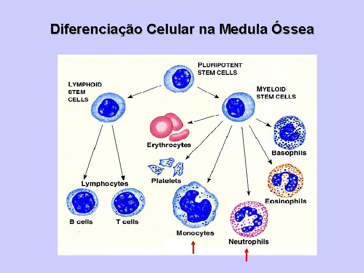 Diferenciação Celular na Medula Óssea 