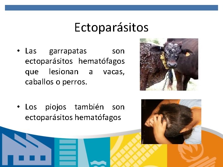 Ectoparásitos • Las garrapatas son ectoparásitos hematófagos que lesionan a vacas, caballos o perros.
