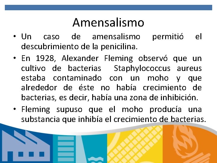 Amensalismo • Un caso de amensalismo permitió el descubrimiento de la penicilina. • En