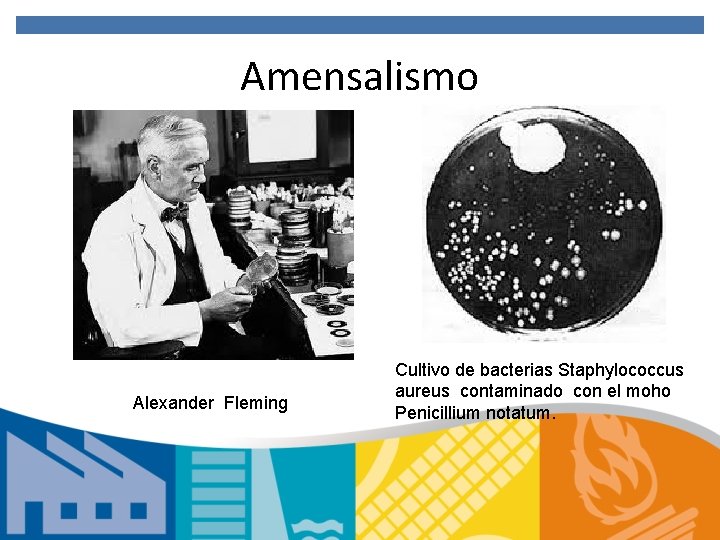 Amensalismo Alexander Fleming Cultivo de bacterias Staphylococcus aureus contaminado con el moho Penicillium notatum.