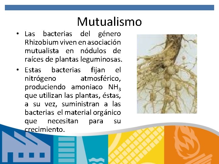 Mutualismo • Las bacterias del género Rhizobium viven en asociación mutualista en nódulos de