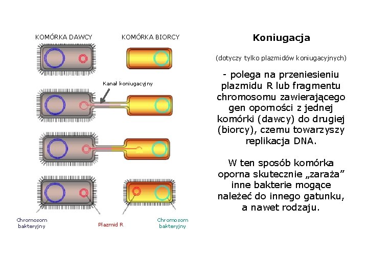 KOMÓRKA DAWCY KOMÓRKA BIORCY Koniugacja (dotyczy tylko plazmidów koniugacyjnych) - polega na przeniesieniu plazmidu