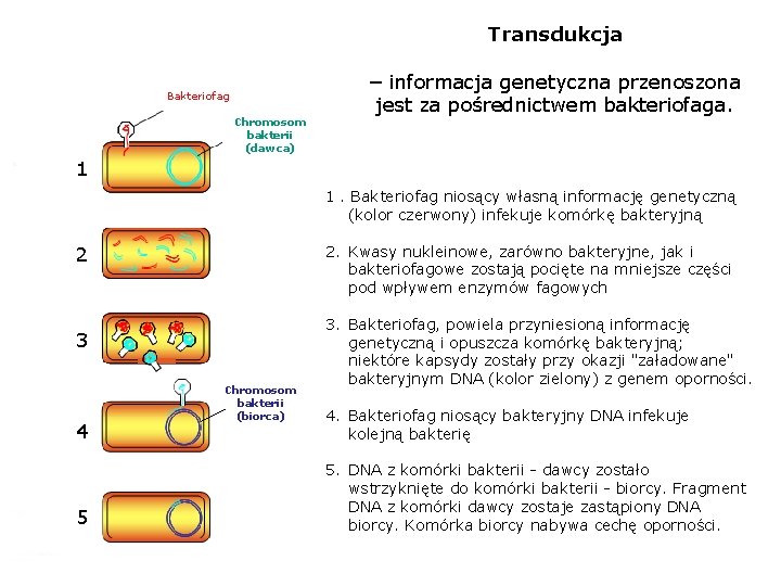 Transdukcja Bakteriofag Chromosom bakterii (dawca) – informacja genetyczna przenoszona jest za pośrednictwem bakteriofaga. 1