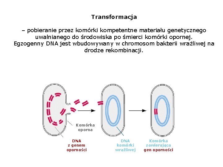 Transformacja – pobieranie przez komórki kompetentne materiału genetycznego uwalnianego do środowiska po śmierci komórki