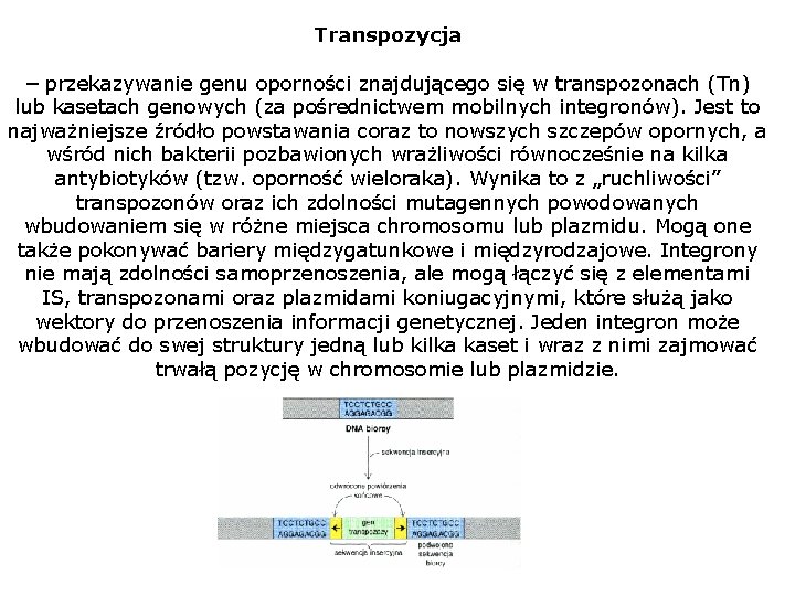 Transpozycja – przekazywanie genu oporności znajdującego się w transpozonach (Tn) lub kasetach genowych (za