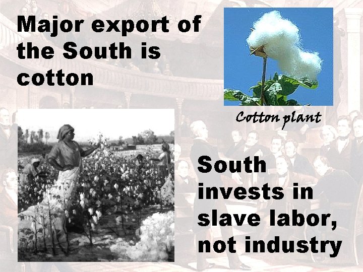 Major export of the South is cotton Cotton plant South invests in slave labor,