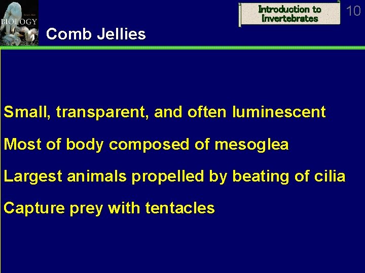 Introduction to Invertebrates 10 Comb Jellies Small, transparent, and often luminescent Most of body