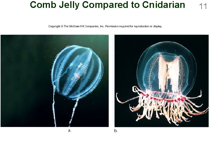 Comb Jelly Compared to Cnidarian 11 