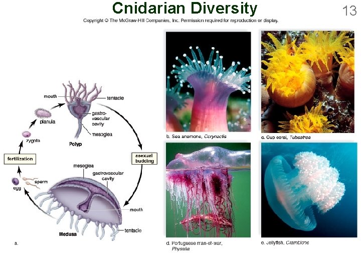 Cnidarian Diversity 13 