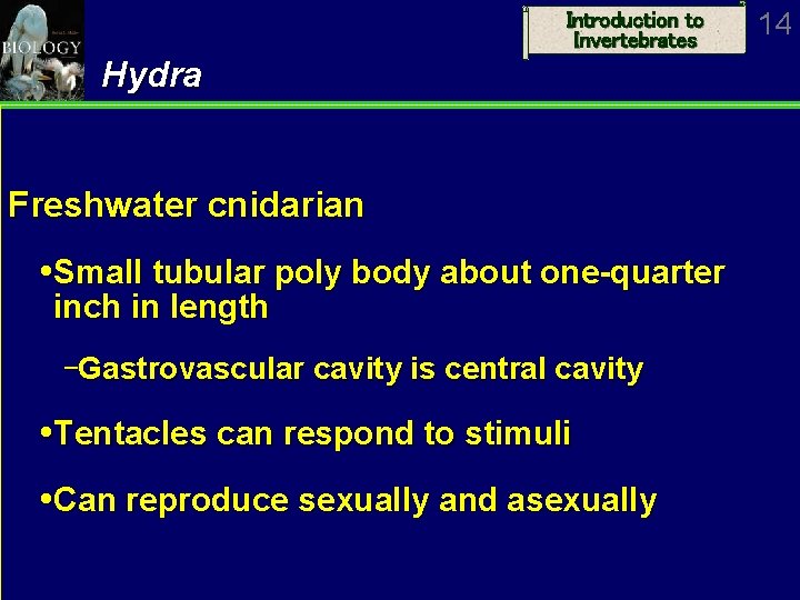 Introduction to Invertebrates Hydra Freshwater cnidarian Small tubular poly body about one-quarter inch in