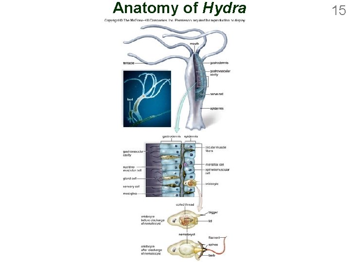 Anatomy of Hydra 15 
