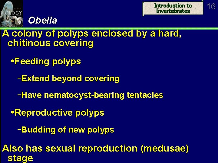 Introduction to Invertebrates Obelia A colony of polyps enclosed by a hard, chitinous covering
