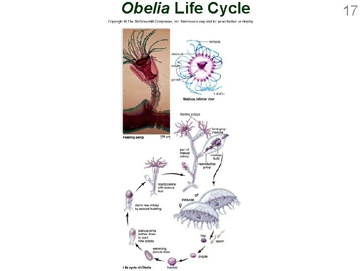 Obelia Life Cycle 17 