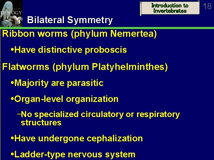 Introduction to Invertebrates Bilateral Symmetry Ribbon worms (phylum Nemertea) Have distinctive proboscis Flatworms (phylum