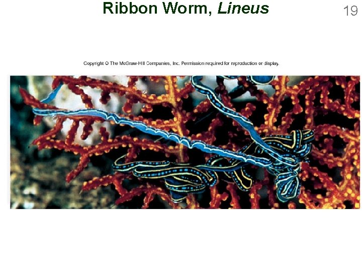 Ribbon Worm, Lineus 19 