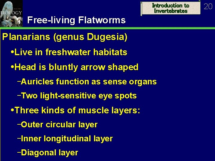 Introduction to Invertebrates Free-living Flatworms Planarians (genus Dugesia) Live in freshwater habitats Head is