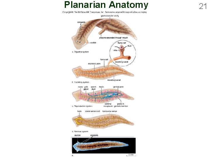 Planarian Anatomy 21 