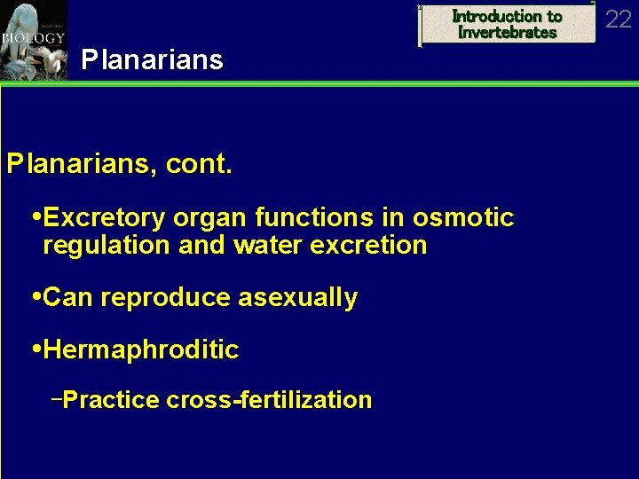 Introduction to Invertebrates Planarians, cont. Excretory organ functions in osmotic regulation and water excretion