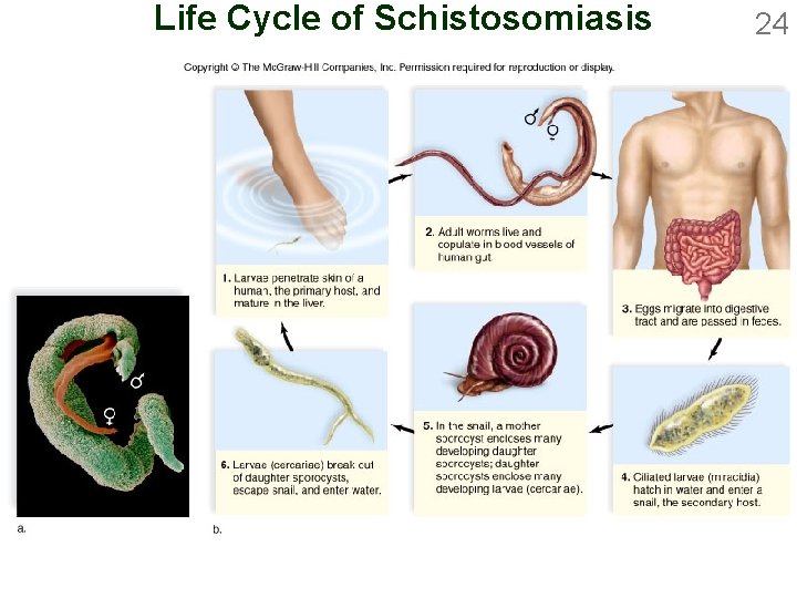 Life Cycle of Schistosomiasis 24 