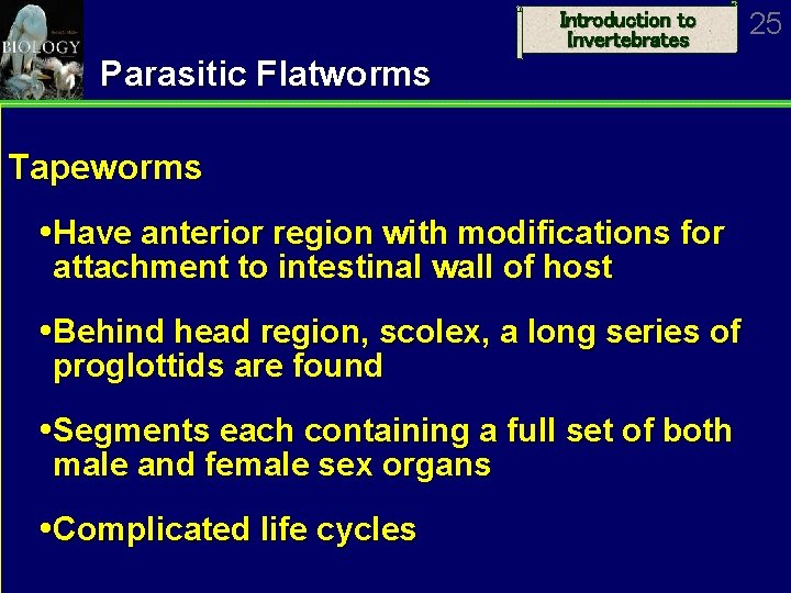 Introduction to Invertebrates Parasitic Flatworms Tapeworms Have anterior region with modifications for attachment to