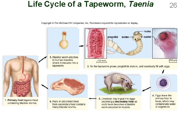 Life Cycle of a Tapeworm, Taenia 26 