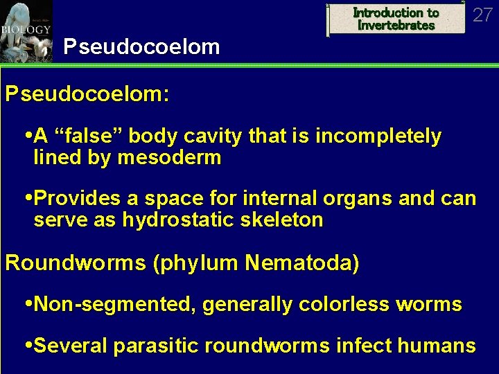 Introduction to Invertebrates 27 Pseudocoelom: A “false” body cavity that is incompletely lined by