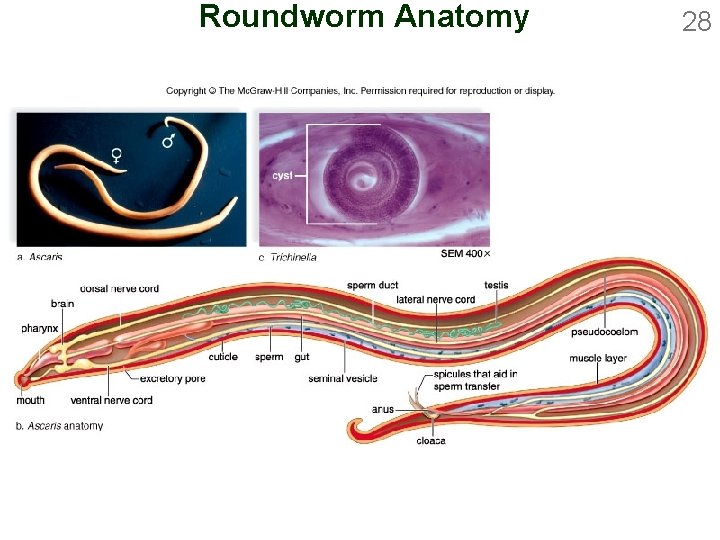 Roundworm Anatomy 28 