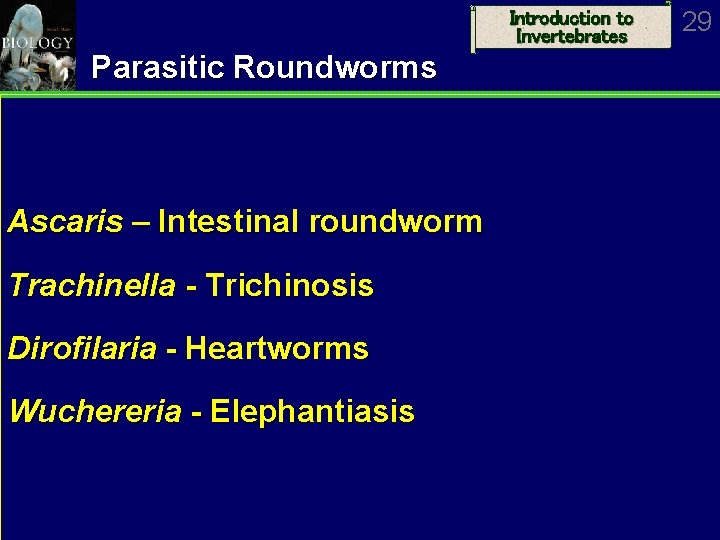 Introduction to Invertebrates Parasitic Roundworms Ascaris – Intestinal roundworm Trachinella - Trichinosis Dirofilaria -