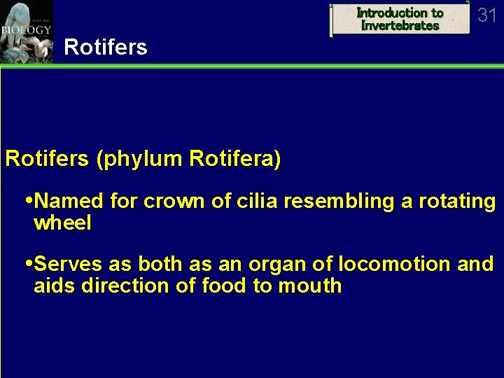 Introduction to Invertebrates 31 Rotifers (phylum Rotifera) Named for crown of cilia resembling a