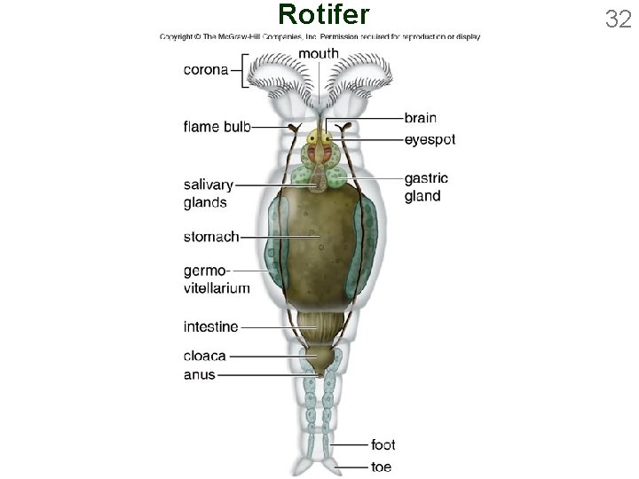 Rotifer 32 