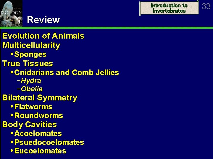 Introduction to Invertebrates Review Evolution of Animals Multicellularity Sponges True Tissues Cnidarians and Comb