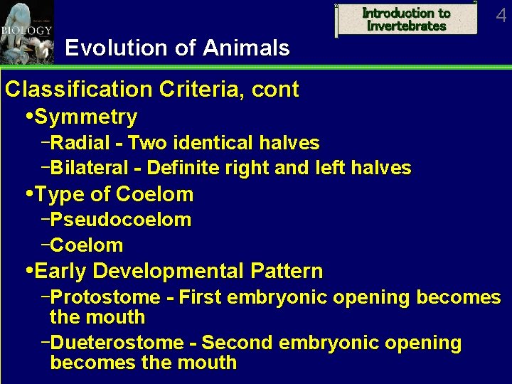 Introduction to Invertebrates 4 Evolution of Animals Classification Criteria, cont Symmetry Radial - Two