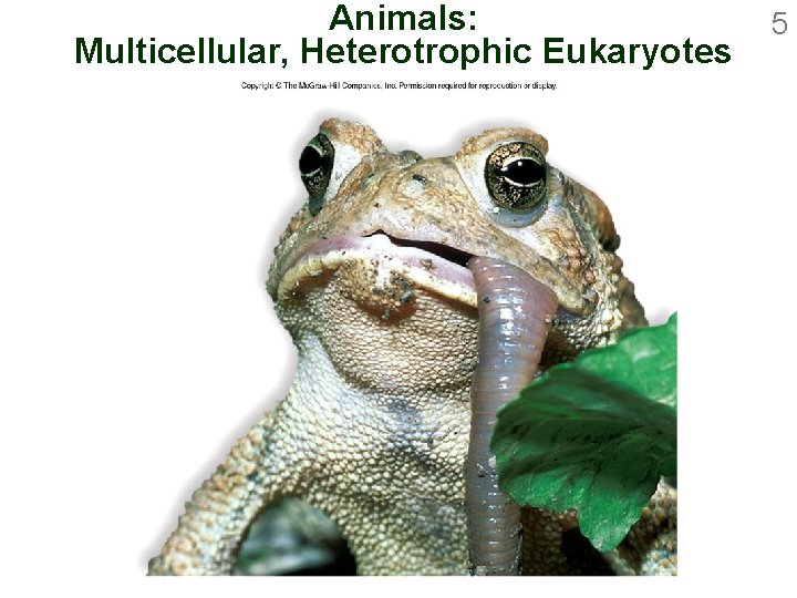 Animals: Multicellular, Heterotrophic Eukaryotes 5 
