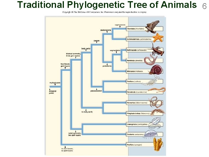 Traditional Phylogenetic Tree of Animals 6 