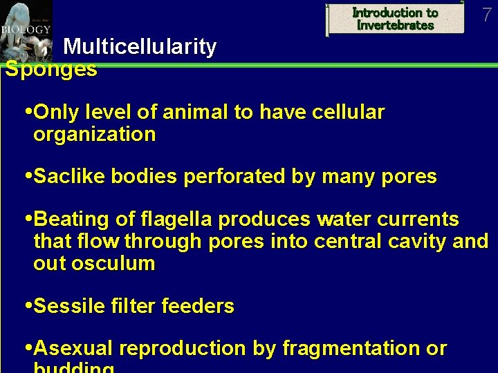 Introduction to Invertebrates 7 Multicellularity Sponges Only level of animal to have cellular organization