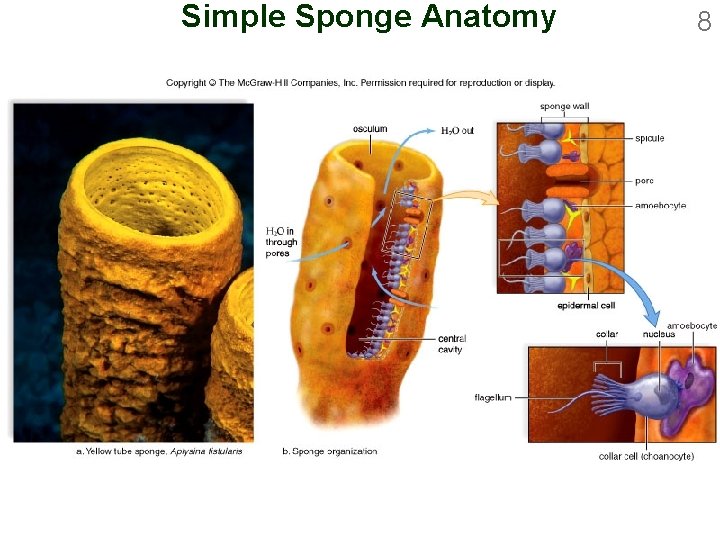 Simple Sponge Anatomy 8 