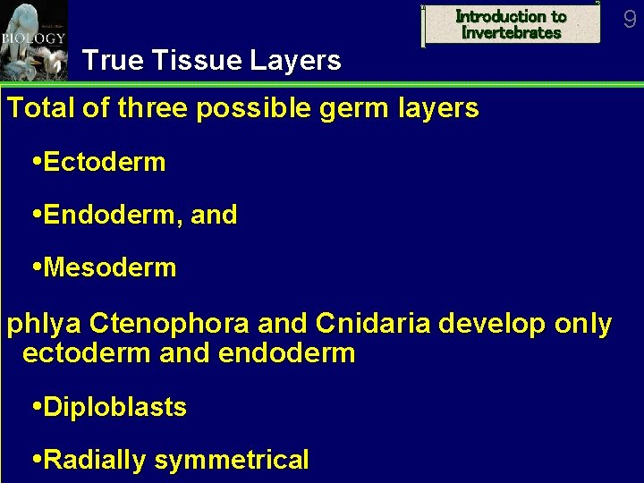 Introduction to Invertebrates True Tissue Layers Total of three possible germ layers Ectoderm Endoderm,