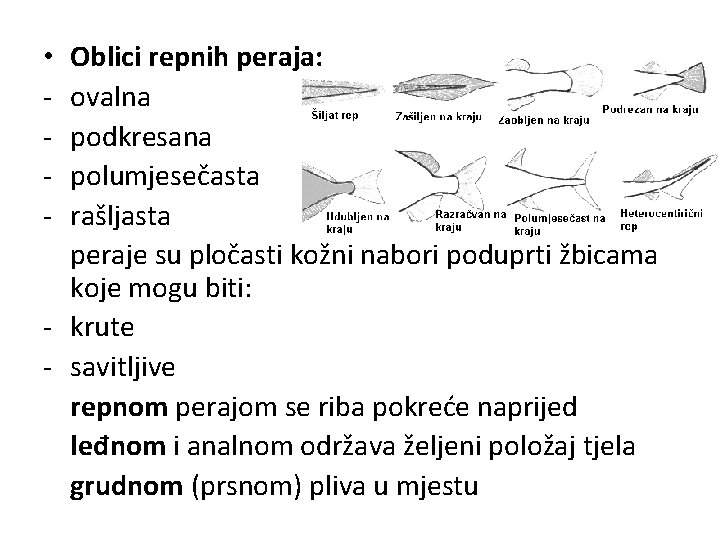 Oblici repnih peraja: ovalna podkresana polumjesečasta rašljasta peraje su pločasti kožni nabori poduprti žbicama