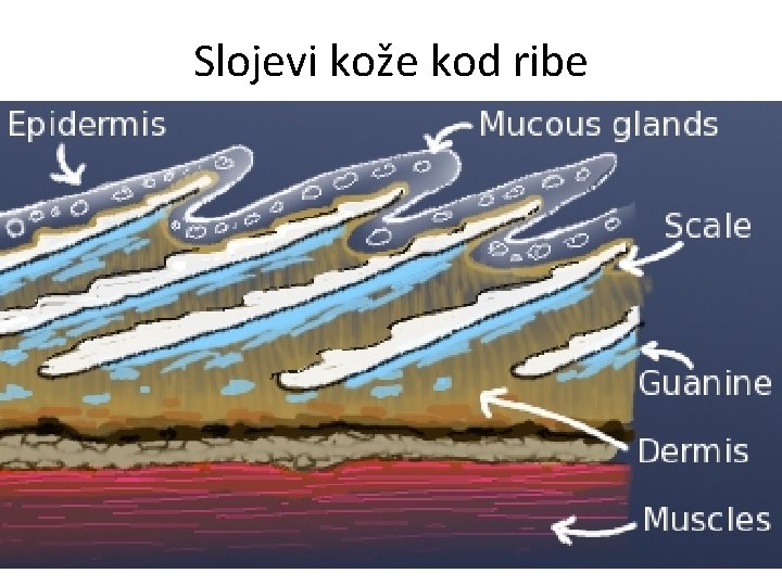 Slojevi kože kod ribe 