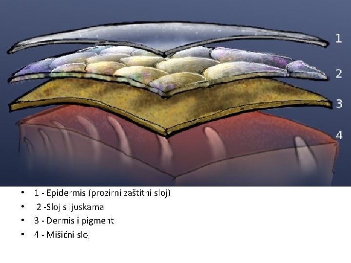 • • 1 - Epidermis (prozirni zaštitni sloj) 2 -Sloj s ljuskama 3