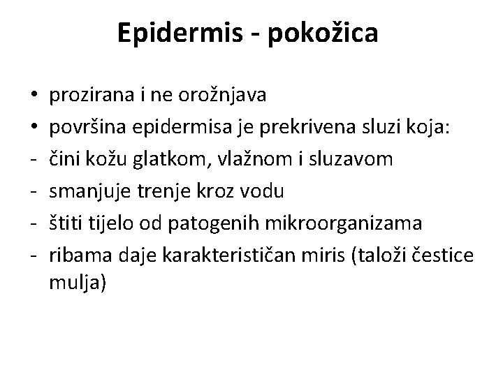 Epidermis - pokožica • • - prozirana i ne orožnjava površina epidermisa je prekrivena
