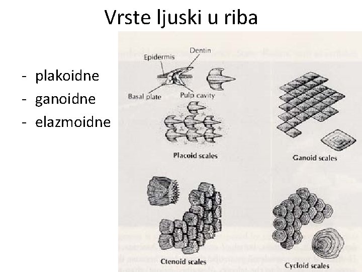 Vrste ljuski u riba - plakoidne - ganoidne - elazmoidne 