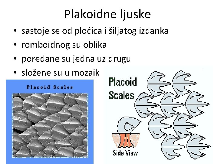 Plakoidne ljuske • • sastoje se od ploćica i šiljatog izdanka romboidnog su oblika