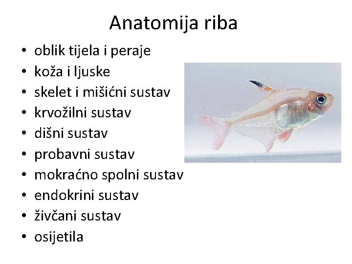 Anatomija riba • • • oblik tijela i peraje koža i ljuske skelet i