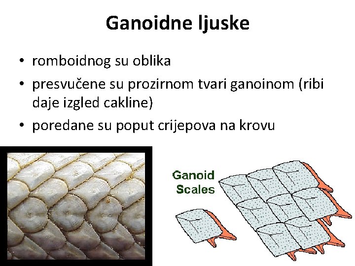 Ganoidne ljuske • romboidnog su oblika • presvučene su prozirnom tvari ganoinom (ribi daje