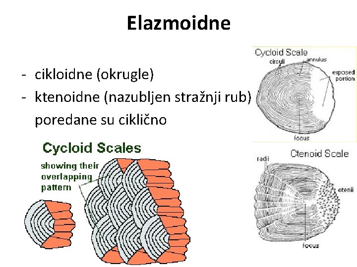 Elazmoidne - cikloidne (okrugle) - ktenoidne (nazubljen stražnji rub) poredane su ciklično 