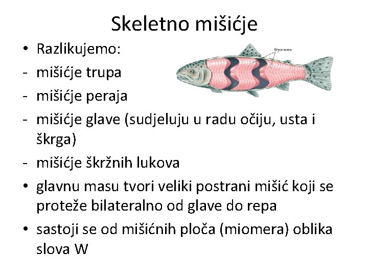 Skeletno mišićje Razlikujemo: mišićje trupa mišićje peraja mišićje glave (sudjeluju u radu očiju, usta