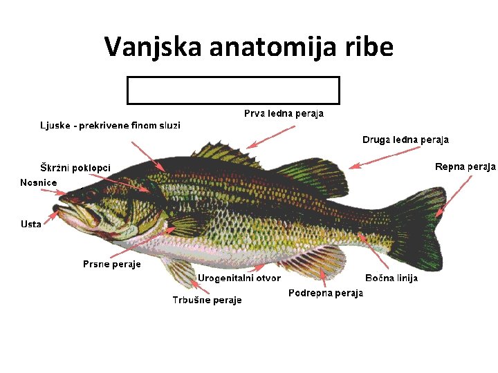 Vanjska anatomija ribe 