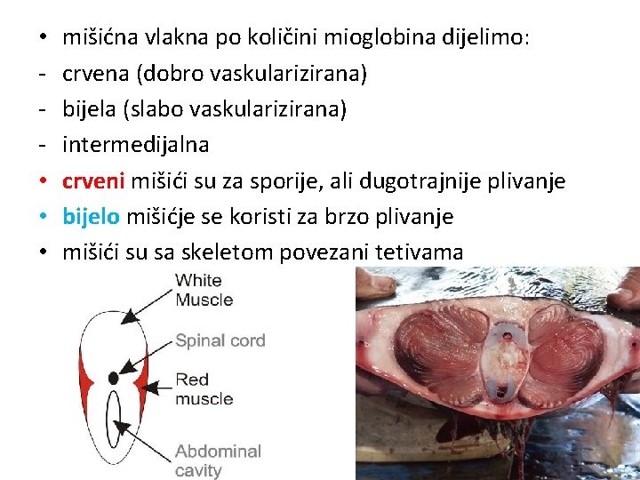  • • mišićna vlakna po količini mioglobina dijelimo: crvena (dobro vaskularizirana) bijela (slabo